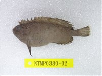 藏品(絨鮋)的圖片